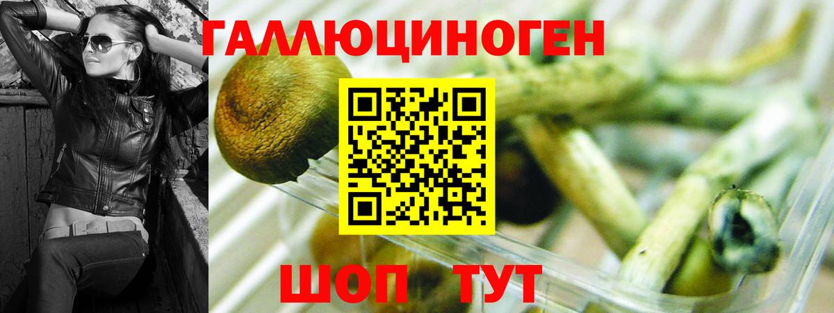 Ковров  наркота  Вход с VPN  Псилоцибиновые грибы Psilocybe 